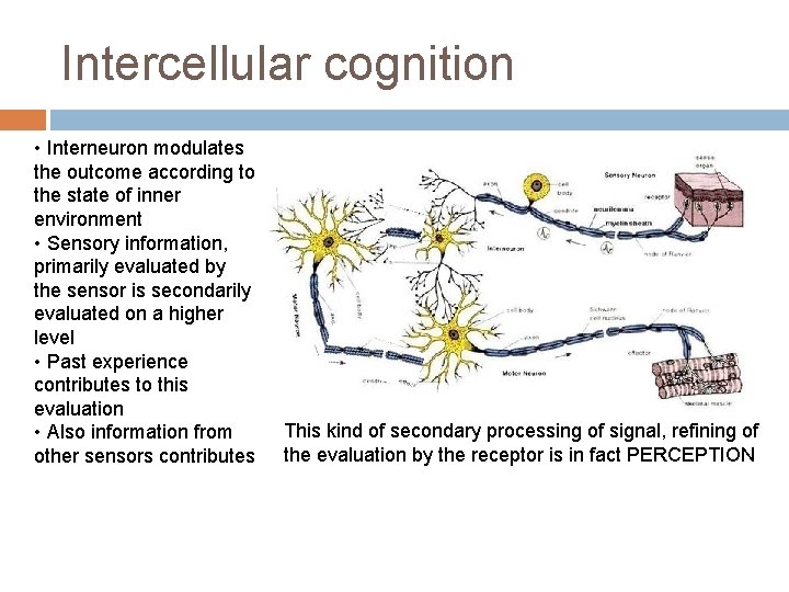 Intercellular cognition • Interneuron modulates the outcome according to the state of inner environment