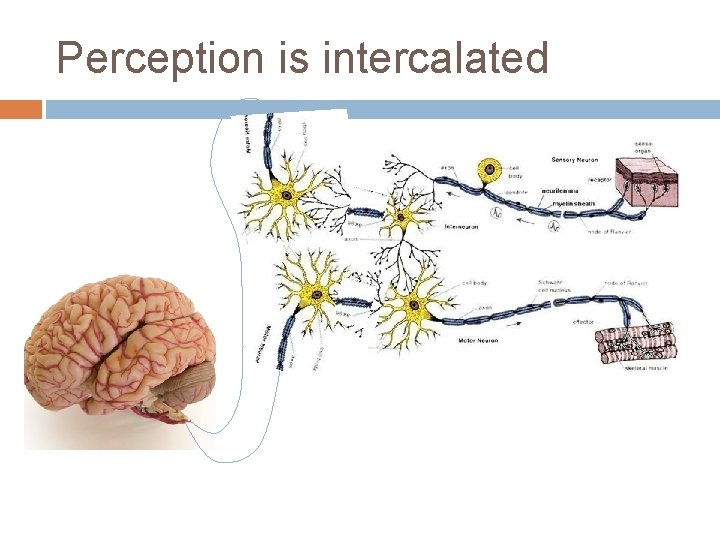 Perception is intercalated 