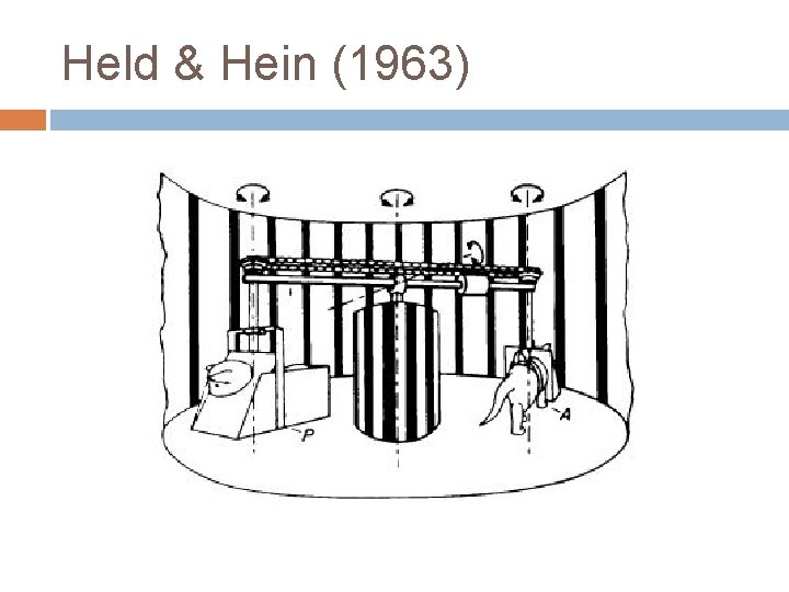 Held & Hein (1963) 