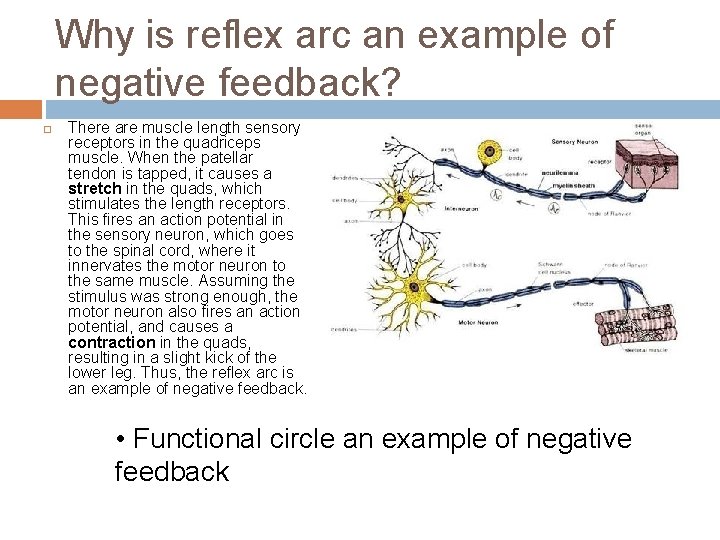Why is reflex arc an example of negative feedback? There are muscle length sensory