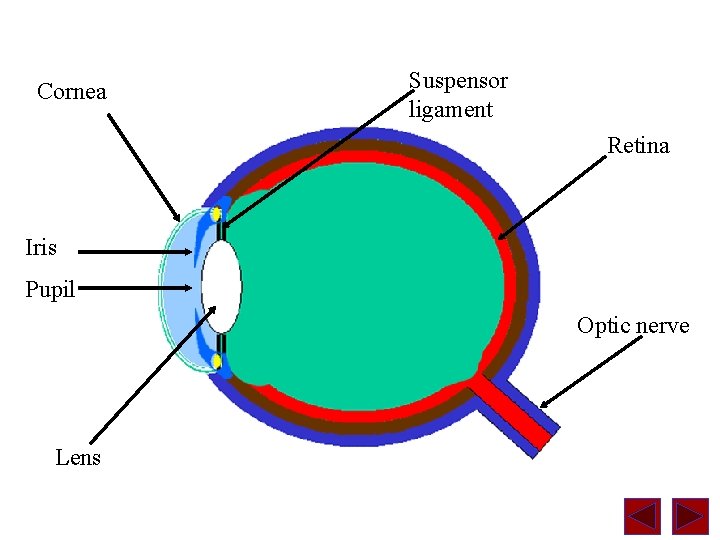 Cornea Suspensor ligament Retina Iris Pupil Optic nerve Lens 