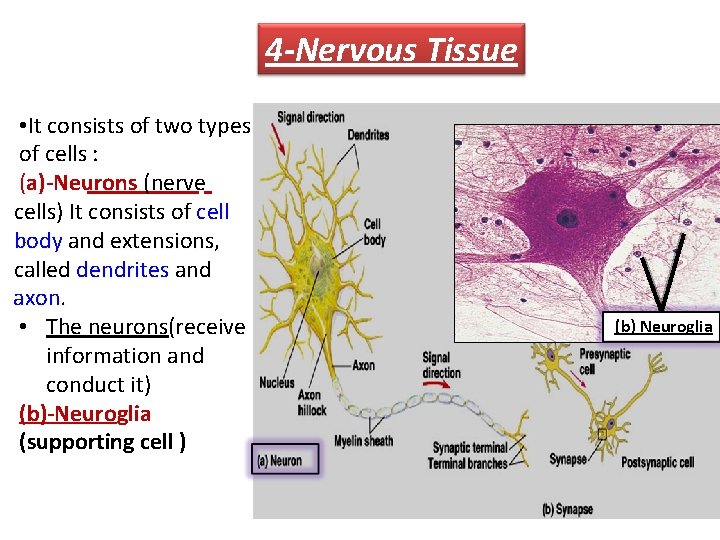 4 -Nervous Tissue • It consists of two types of cells : (a)-Neurons (nerve