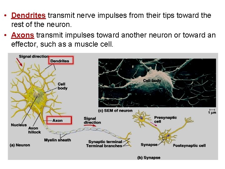  • Dendrites transmit nerve impulses from their tips toward the rest of the