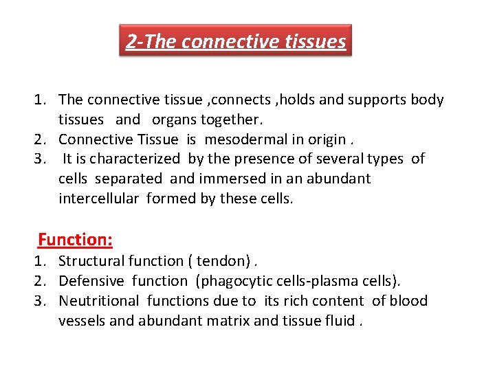 2 -The connective tissues 1. The connective tissue , connects , holds and supports