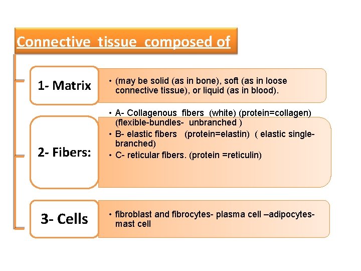 Connective tissue composed of 1 - Matrix • (may be solid (as in bone),