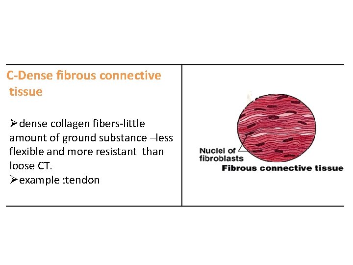 C-Dense fibrous connective tissue Ødense collagen fibers-little amount of ground substance –less flexible and