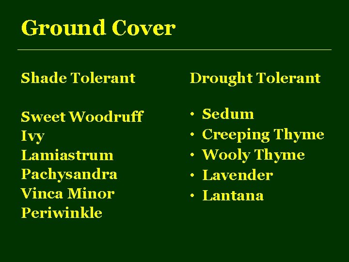 Ground Cover Shade Tolerant Drought Tolerant Sweet Woodruff Ivy Lamiastrum Pachysandra Vinca Minor Periwinkle