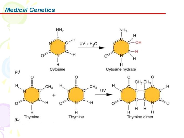 Medical Genetics 