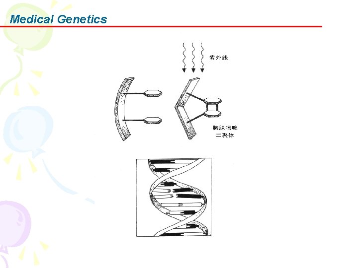 Medical Genetics 