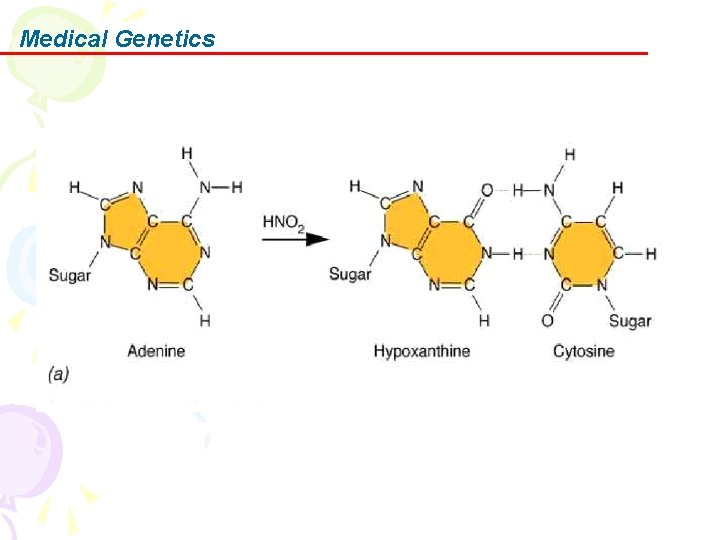 Medical Genetics 