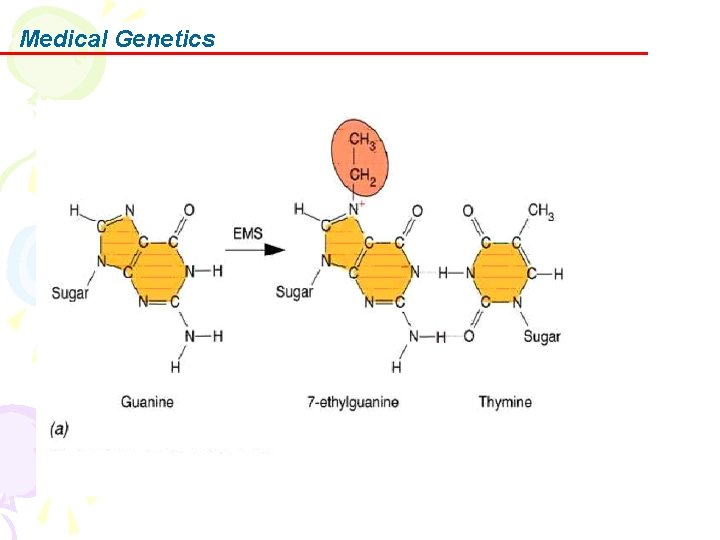 Medical Genetics 