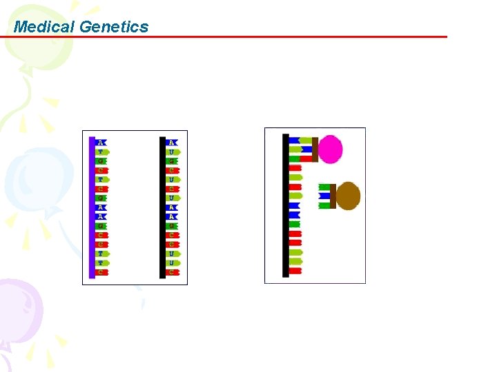 Medical Genetics 