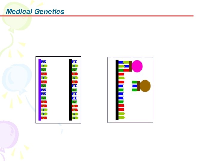 Medical Genetics 