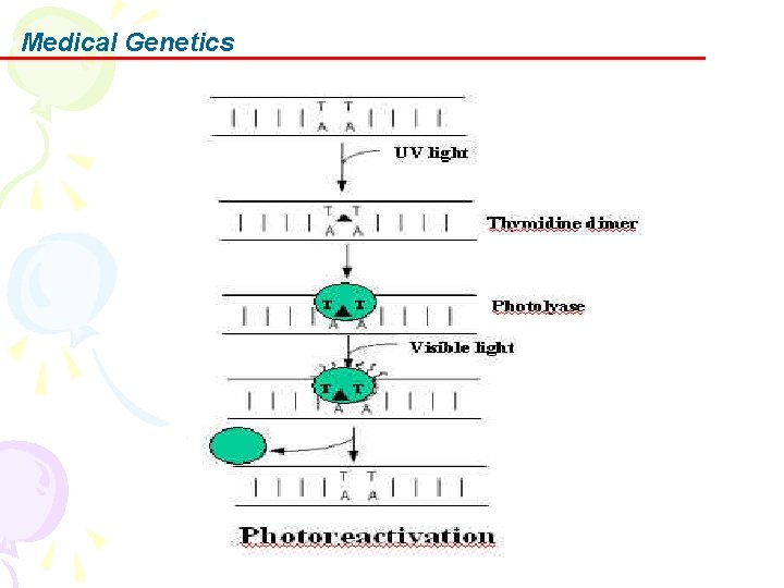 Medical Genetics 