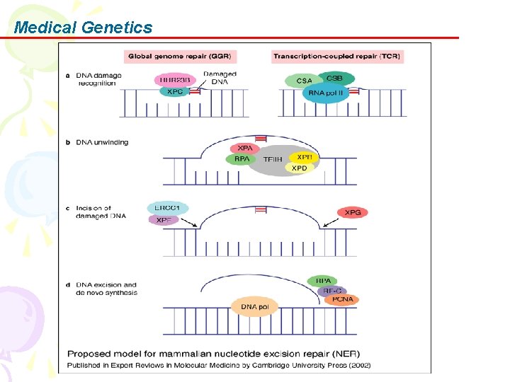 Medical Genetics 