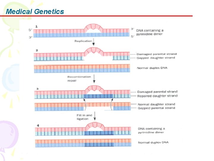 Medical Genetics 