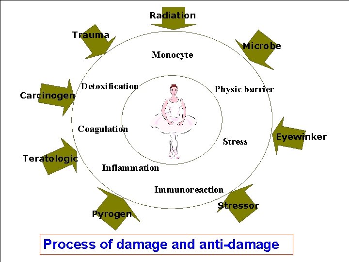 Radiation Trauma Microbe Monocyte Detoxification Carcinogen Physic barrier Coagulation Stress Teratologic Eyewinker Inflammation Immunoreaction