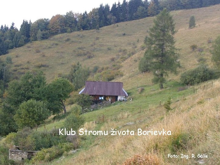 Klub Stromu života Borievka Foto: Ing. R. Gális 