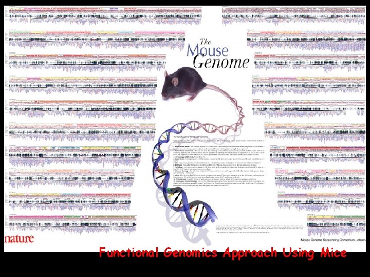 Kerstin Lindblad-Toh Whitehead/MIT Center for Genome Research Functional Genomics Approach Using Mice 