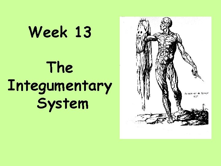 Week 13 The Integumentary System 