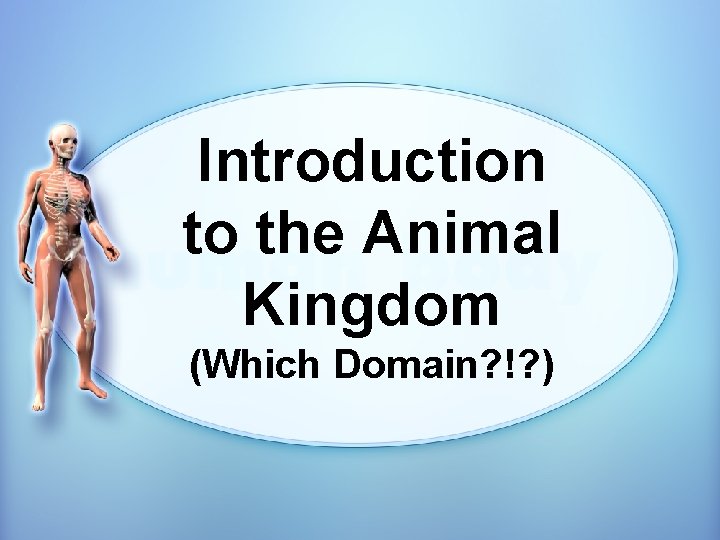 Introduction to the Animal Kingdom (Which Domain? !? ) 