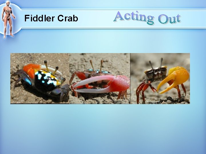 Fiddler Crab 