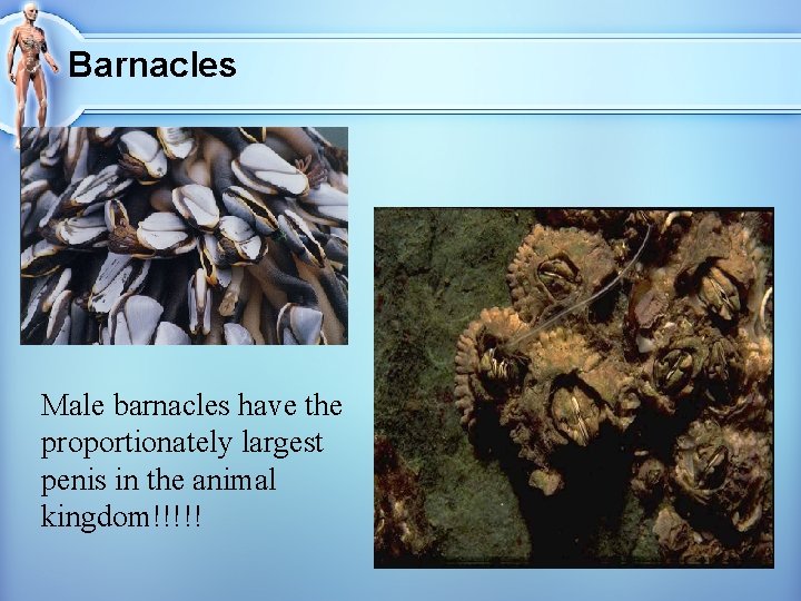 Barnacles Male barnacles have the proportionately largest penis in the animal kingdom!!!!! 