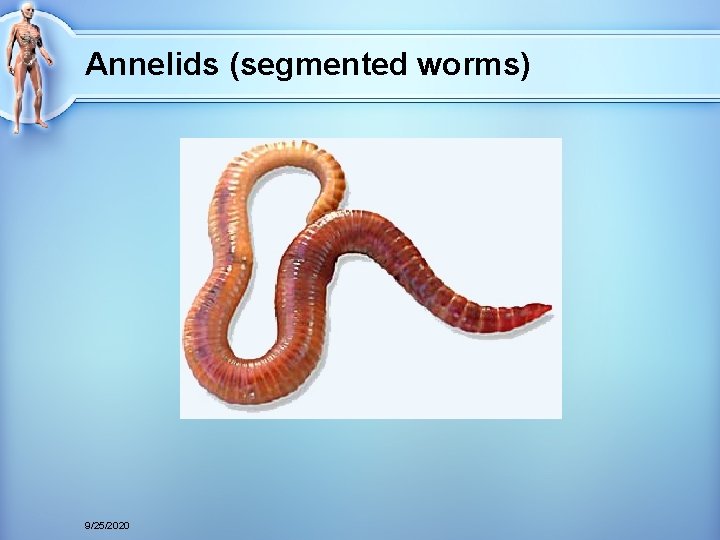 Annelids (segmented worms) 9/25/2020 