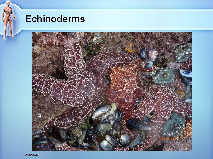 Echinoderms 9/25/2020 