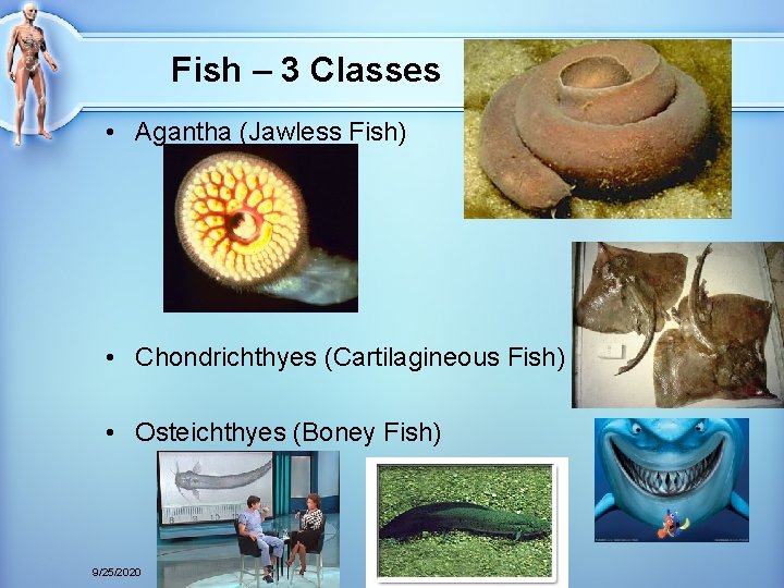 Fish – 3 Classes • Agantha (Jawless Fish) • Chondrichthyes (Cartilagineous Fish) • Osteichthyes