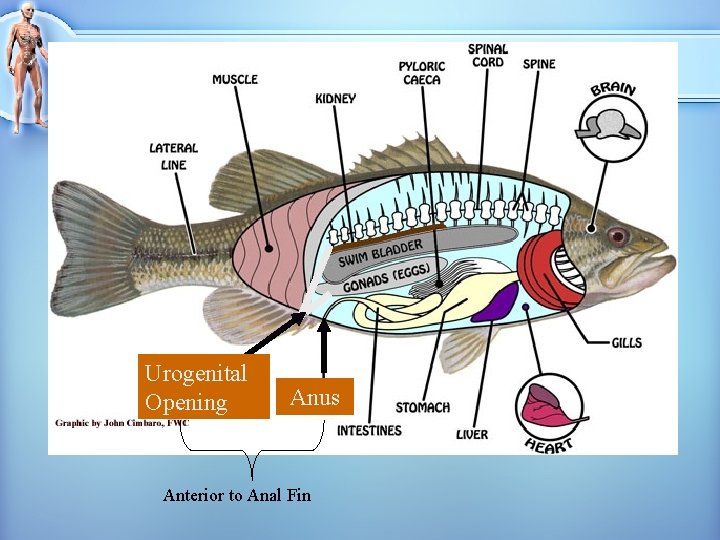 Urogenital Opening Anus Anterior to Anal Fin 