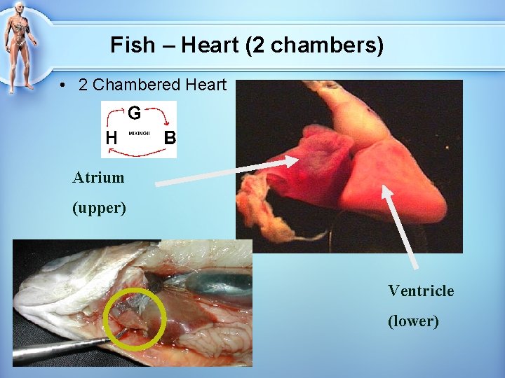 Fish – Heart (2 chambers) • 2 Chambered Heart Atrium (upper) Ventricle (lower) 