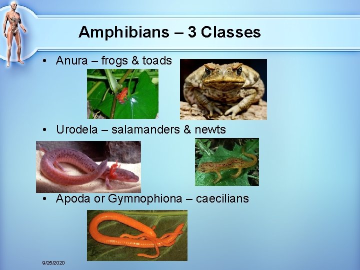Amphibians – 3 Classes • Anura – frogs & toads • Urodela – salamanders Amphibians – 3 Classes • Anura – frogs & toads • Urodela – salamanders