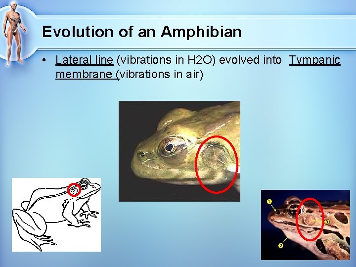 Evolution of an Amphibian • Lateral line (vibrations in H 2 O) evolved into