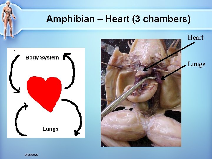 Amphibian – Heart (3 chambers) Heart Lungs 9/25/2020 