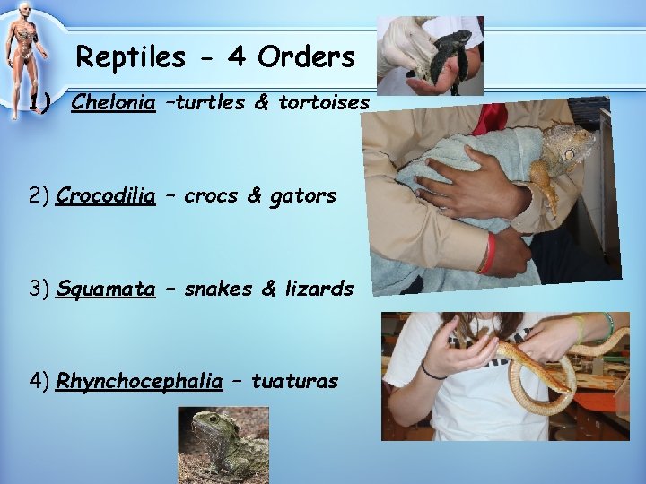 Reptiles - 4 Orders 1) Chelonia –turtles & tortoises 2) Crocodilia – crocs &