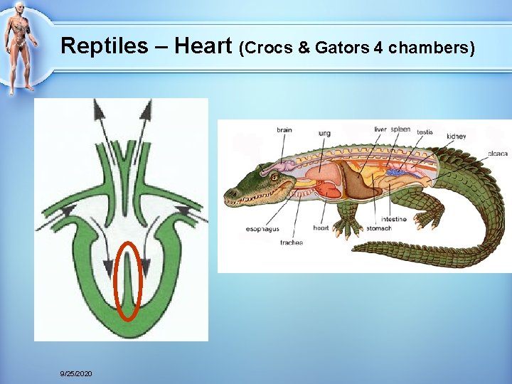 Reptiles – Heart (Crocs & Gators 4 chambers) 9/25/2020 