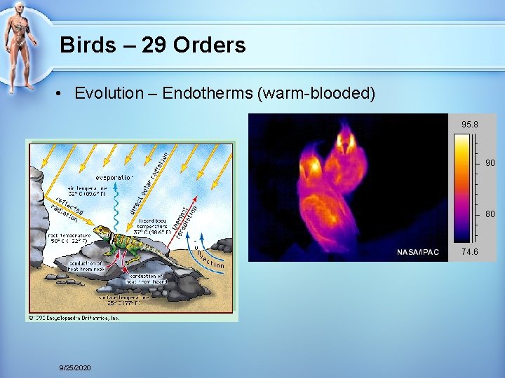Birds – 29 Orders • Evolution – Endotherms (warm-blooded) 9/25/2020 