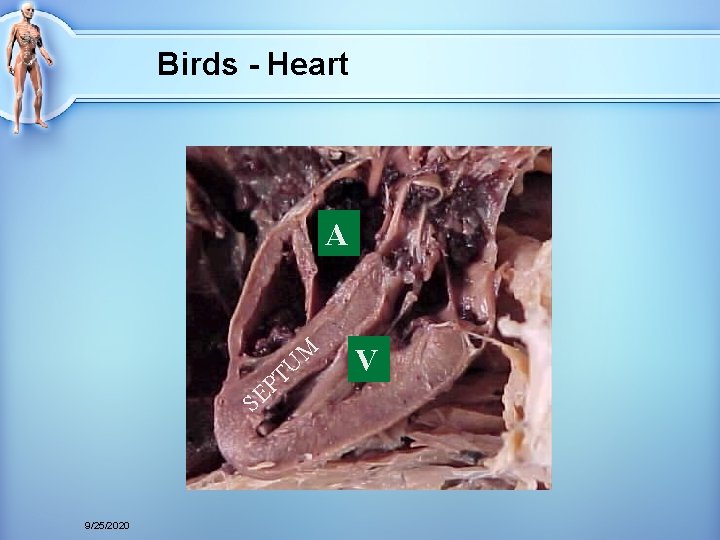 Birds - Heart A M TU P E S 9/25/2020 V 