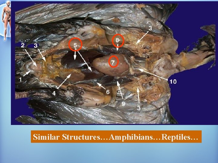 Similar Structures…Amphibians…Reptiles… Similar Structures…Amphibians…Reptiles…