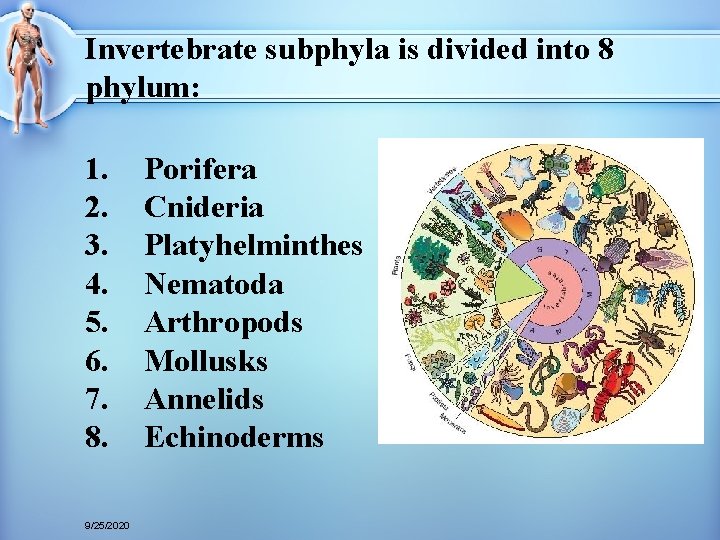 Invertebrate subphyla is divided into 8 phylum: 1. 2. 3. 4. 5. 6. 7.