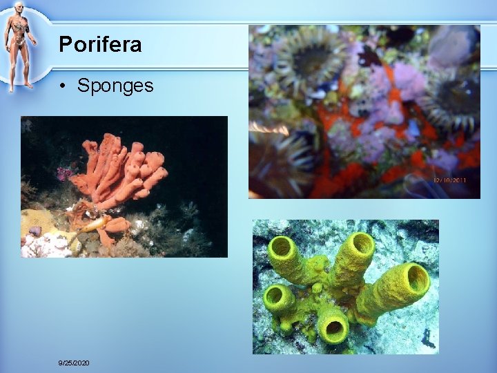 Porifera • Sponges 9/25/2020 