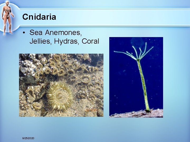 Cnidaria • Sea Anemones, Jellies, Hydras, Coral 9/25/2020 