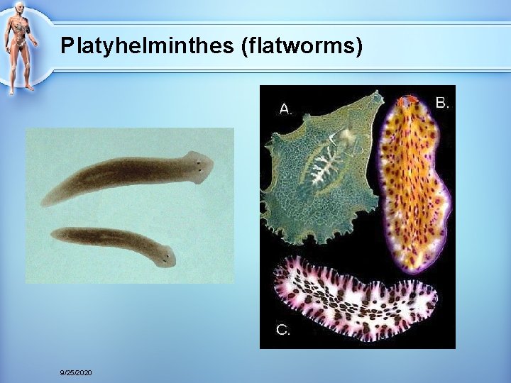 Platyhelminthes (flatworms) 9/25/2020 