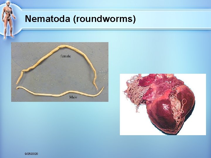 Nematoda (roundworms) 9/25/2020 