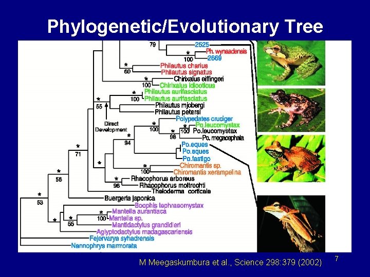 Phylogenetic/Evolutionary Tree M Meegaskumbura et al. , Science 298: 379 (2002) 7 