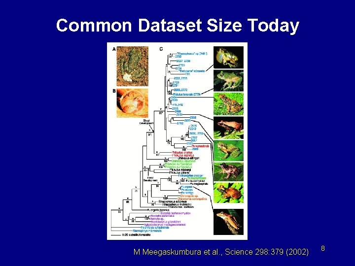 Common Dataset Size Today M Meegaskumbura et al. , Science 298: 379 (2002) 8