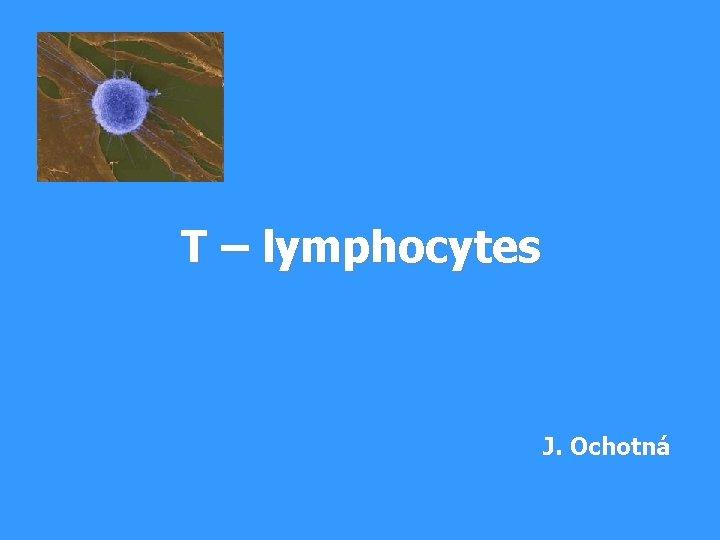 T – lymphocytes J. Ochotná 