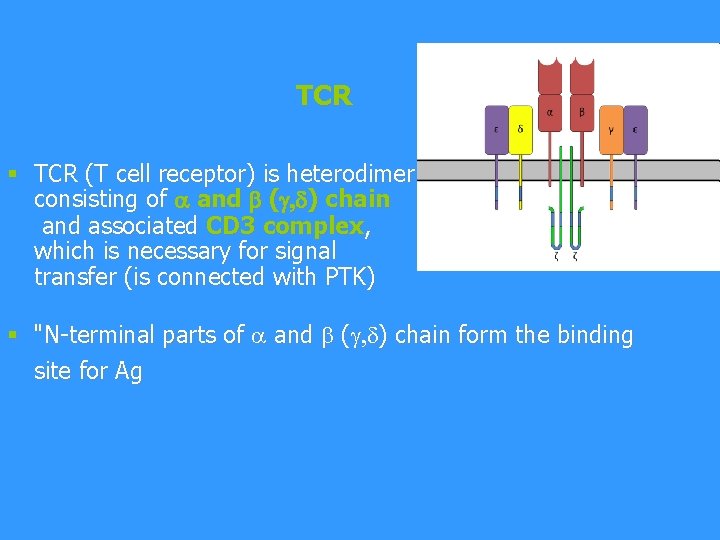 TCR § TCR (T cell receptor) is heterodimer consisting of and ( , d)