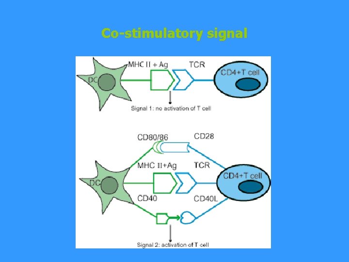 Co-stimulatory signal 